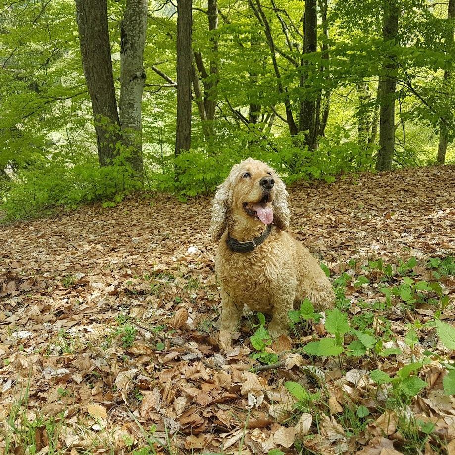 by Amazon Agnello e Riso crocchette cane 20 kg adulto