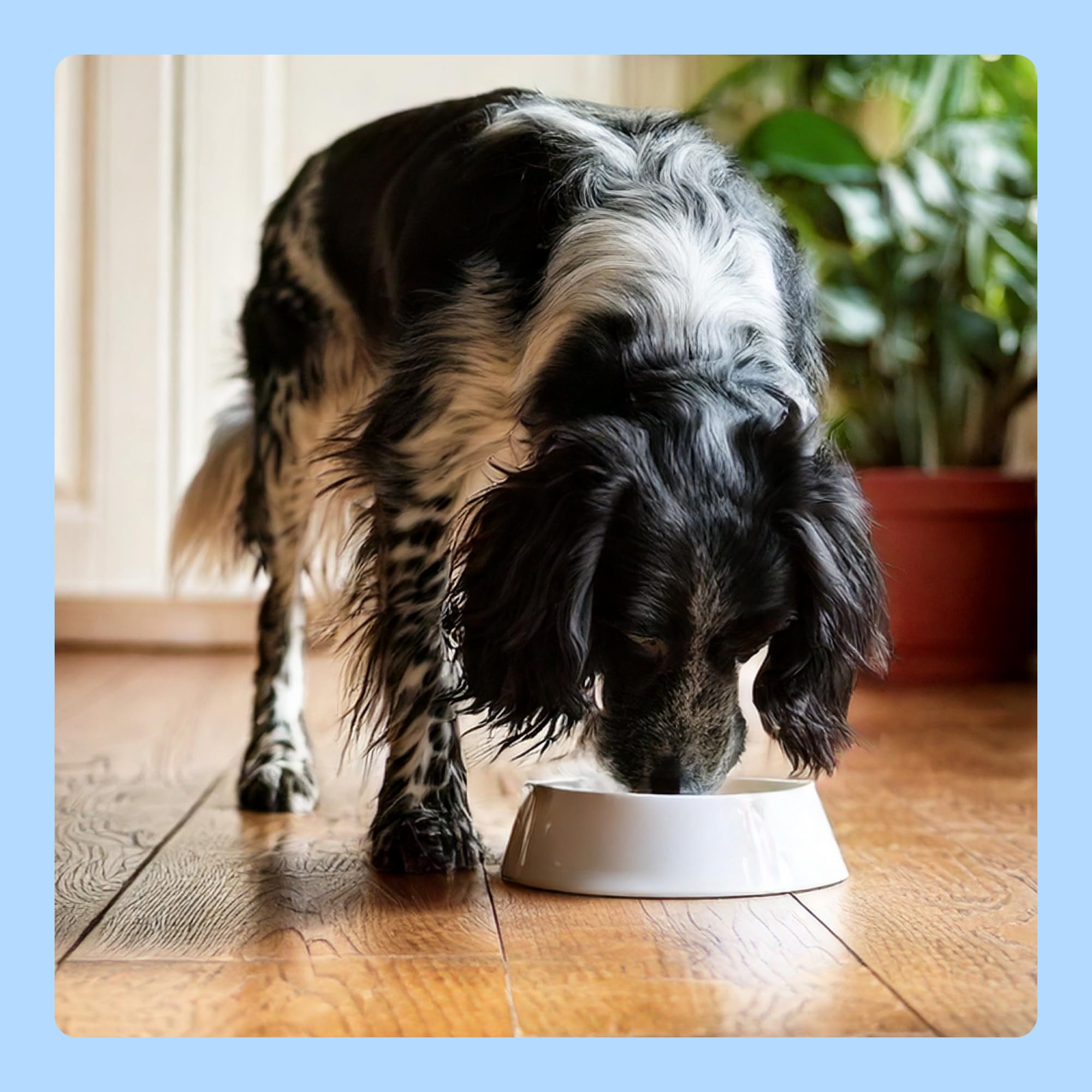 by Amazon Paté di Manzo Cibo Umido per Cani 300 g x10