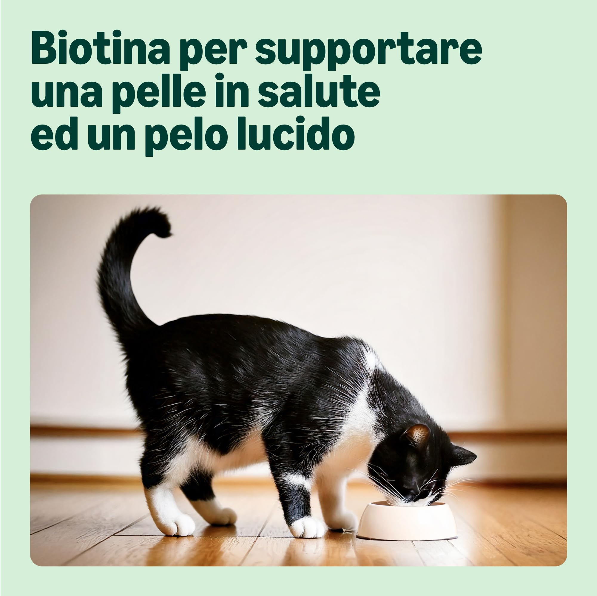 by Amazon Alimento Gatti Anziani Gelatina 48x100 g
