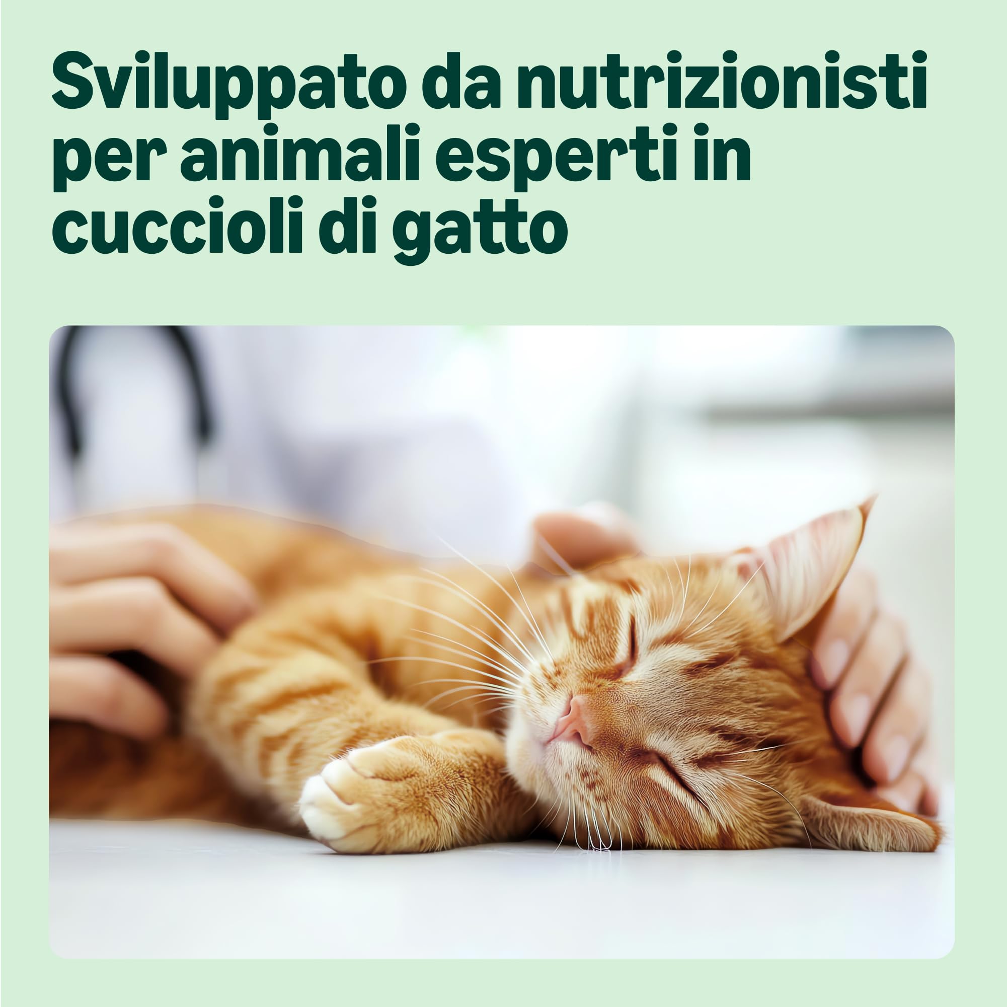 by Amazon Cuccioli Gatto Selezione Mista Gelatina 12x100g