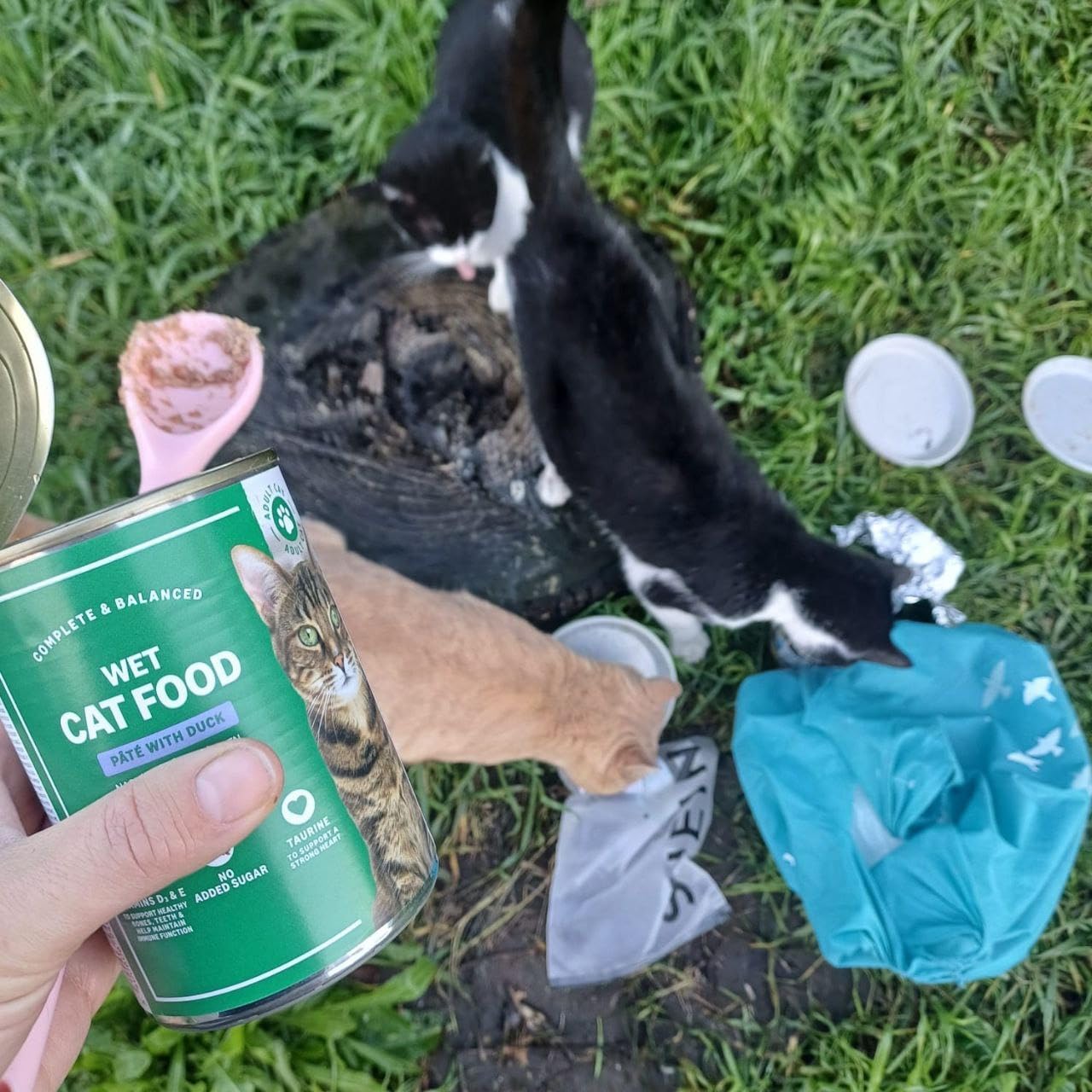 by Amazon Cibo Umido Gatto Paté Anatra 12x400g Senza Cereali