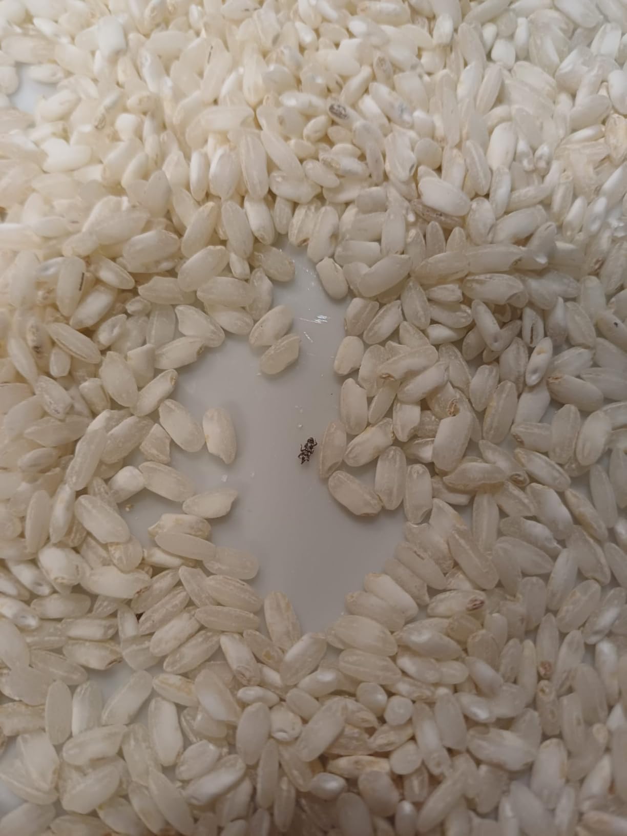 by Amazon Riso Arborio per Risotto 500 g Cremoso